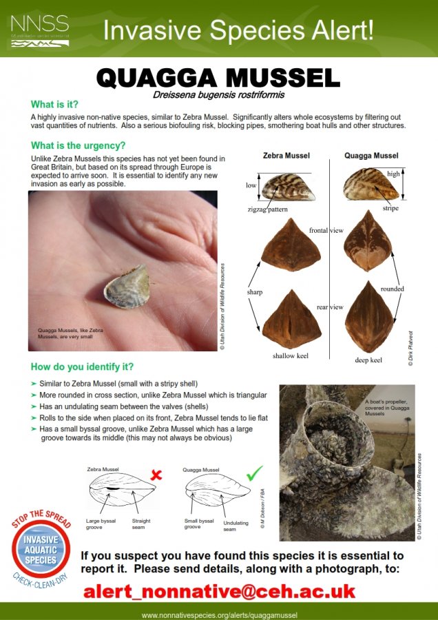 Quagga Mussel